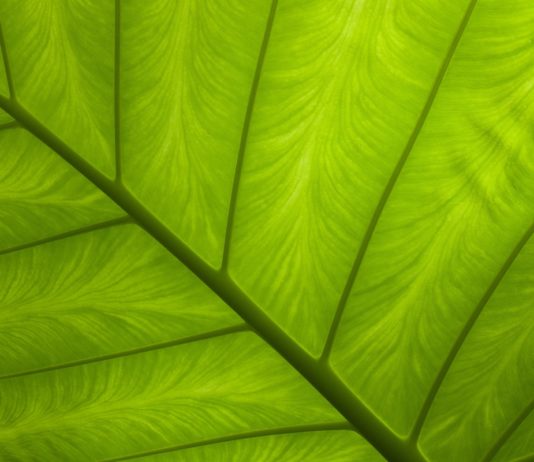 “Dostoyevsky’s Face” – By Jeyamohan